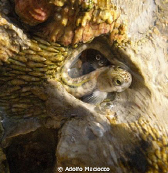 Red Sea Rockskipper,
Shot taken at El Fanar beach 
Shar... by Adolfo Maciocco 